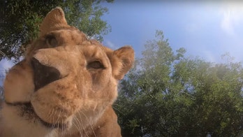 Watch what happens when Oregon Zoo lions find hidden camera in habitat