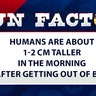 Humans are about 1-2 cm taller in the morning after getting out of bed