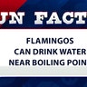 Flamingos can drink water near boiling point