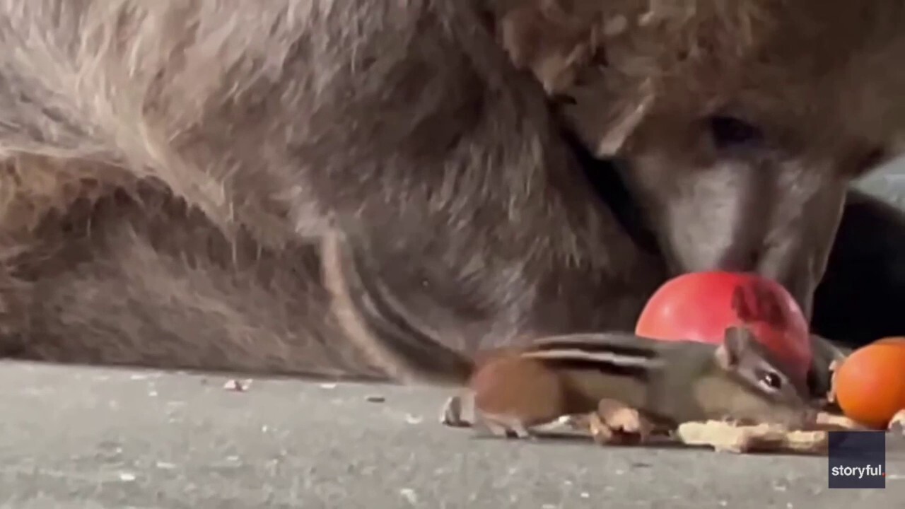 Daredevil chipmunk steals bear's food 