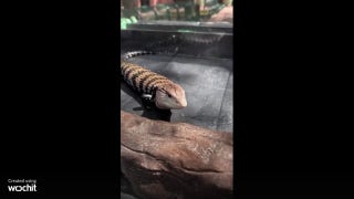 Zoo animal with blue tongue caught greeting guests in viral video - Fox News