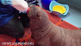 Walrus calf nursed back to health in Alaska - Fox News