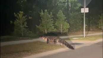 WATCH: Massive gator strolls across North Carolina street