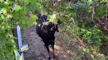 Wild moose spotted near cabin home