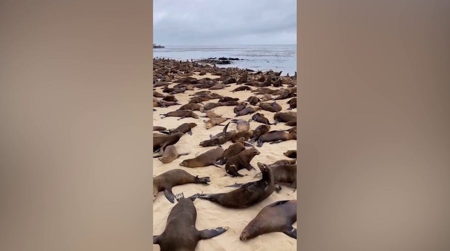 Sea lions 'respond' after California beach is closed to the public