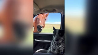 Colorado rancher introduces dog to horse sibling in funny interaction - Fox News