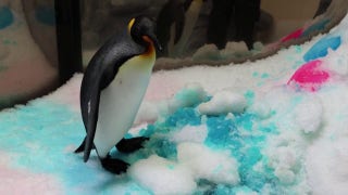 At Melbourne Aquarium, young penguin's gender is revealed - Fox News