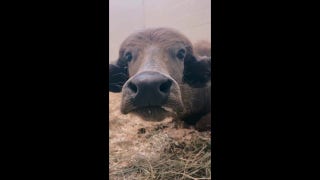 Water buffalo recovering from gunshot wound in Iowa - Fox News