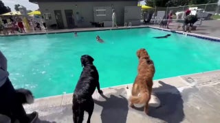 Dogs celebrate the end of summer with pool party - Fox News