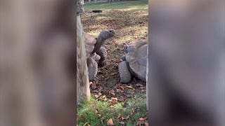 Galapagos tortoise siblings face off in slo-mo at Indiana zoo - Fox News