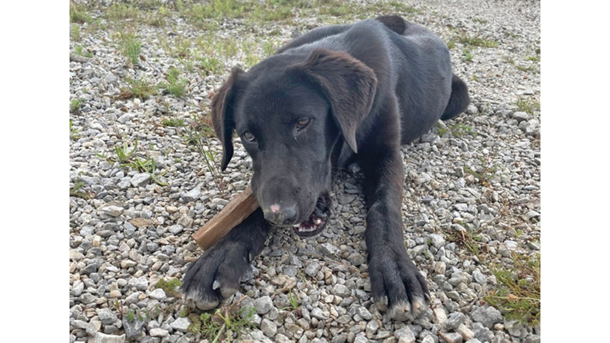 mia chewing on a bone