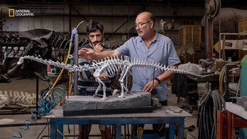 First-of-its-kind green dinosaur skeleton recovered in Utah could be new species, says National Geographic