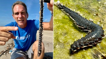 Spiky creatures wash up on Texas beach, described as 'your worst nightmares’